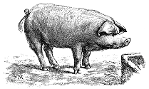 [Happy Pig]