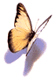 [Flutterby]