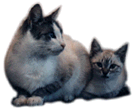 [Kittens]
