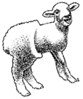 [Baa]