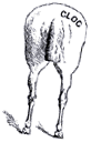 [Ass]