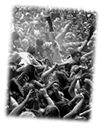 [Mosh Pit]