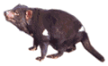 [Furry Animal]