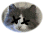 [Dead Kitty]