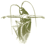 [Femroach]