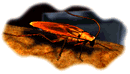 [Cockroach]
