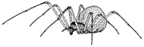 [Spider]