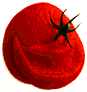 [Tomato]