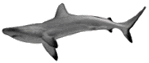 [Shark]
