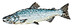 [Synchro-Salmon]