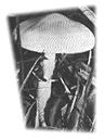 [Psilocybe]