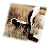 [Skunk]