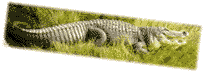 [Gator]