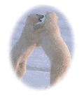 [Bears]