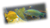 [Fishcam]