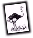 [Ostrich]