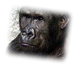 [Gorilla]