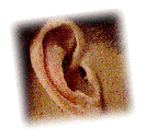 [Ear Information]