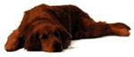 [Dog]
