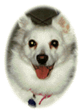 [The Dog]