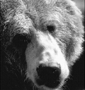 [Bear]
