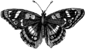 [Butterfly]