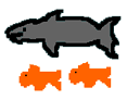 [Shark]