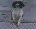
[Dog]