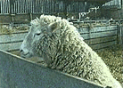 [Hey. Look. It's a sheep.]