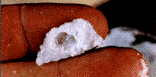 [MMMMMM, Rock!]